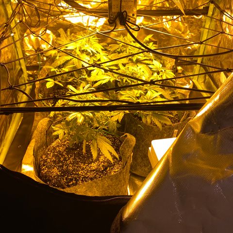 5 divas  growlog timeline photo