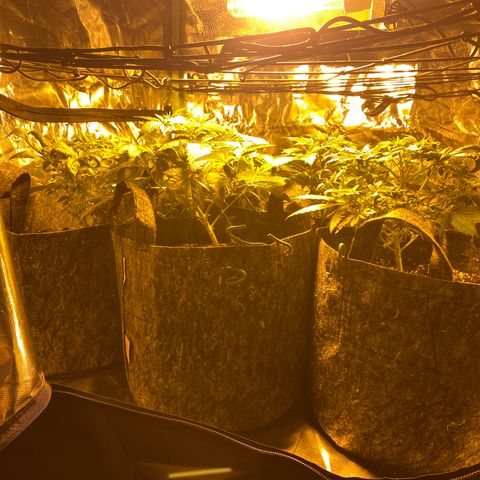 5 divas  growlog timeline photo