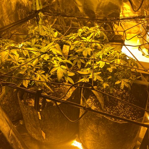5 divas  growlog timeline photo