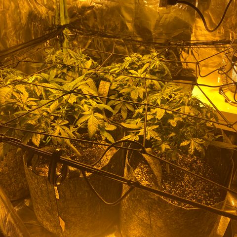5 divas  growlog timeline photo