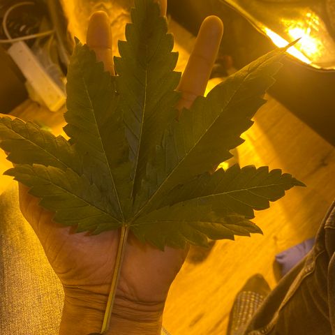 5 divas  growlog timeline photo