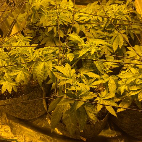 5 divas  growlog timeline photo