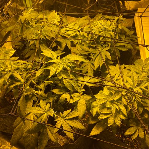 5 divas  growlog timeline photo