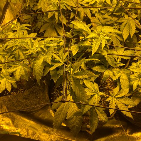 5 divas  growlog timeline photo