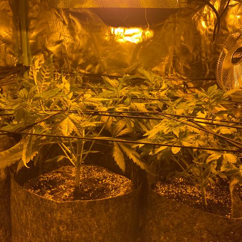 5 divas  growlog timeline photo