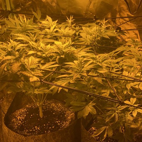 5 divas  growlog photo: Pushing through the SCRoG everywhere 😁