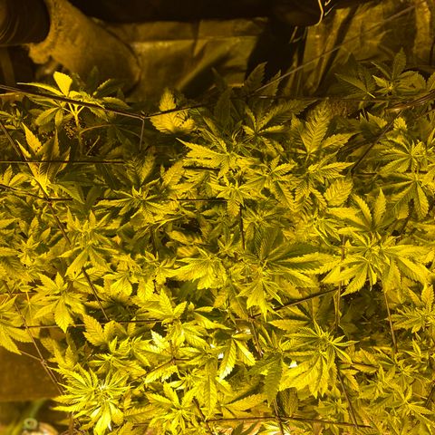 5 divas  growlog timeline photo