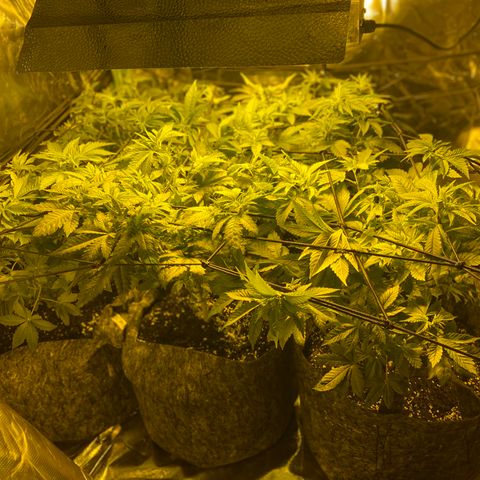 5 divas  growlog timeline photo
