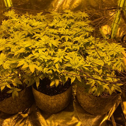 5 divas  growlog timeline photo