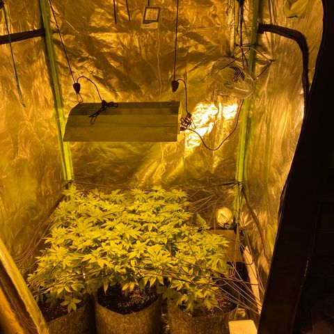 5 divas  growlog timeline photo