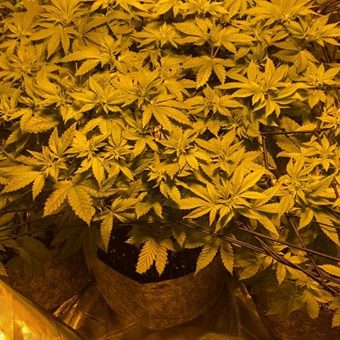 5 divas  growlog timeline photo