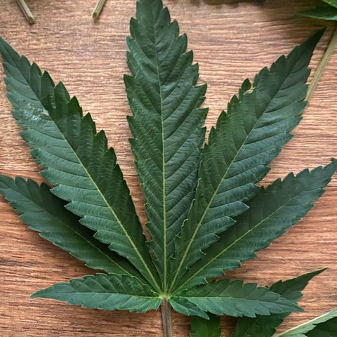 5 divas  growlog photo: Trimmed leaves