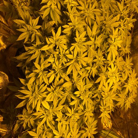 5 divas  growlog photo: Trimmed leaves