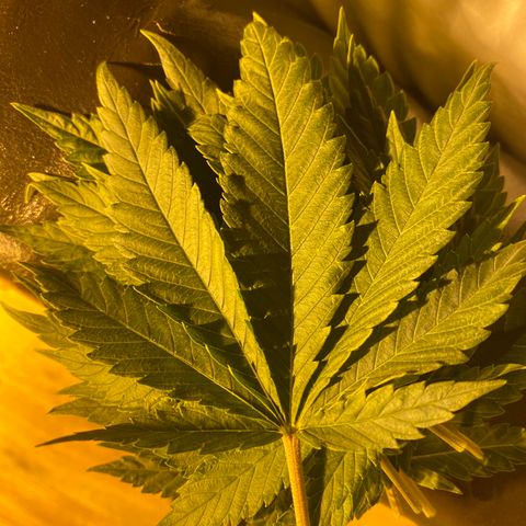 5 divas  growlog photo: Trimmed leaves