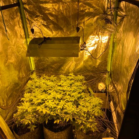 5 divas  growlog timeline photo