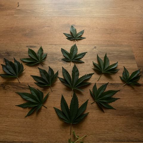 5 divas  growlog photo: Trimmed leaves