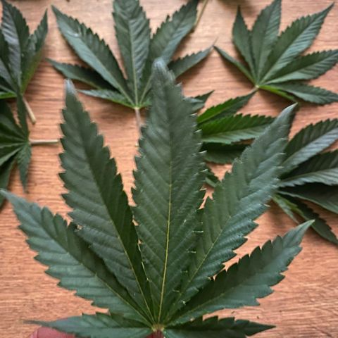 5 divas  growlog photo: Trimmed leaves