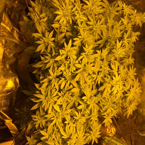 5 divas  growlog timeline photo
