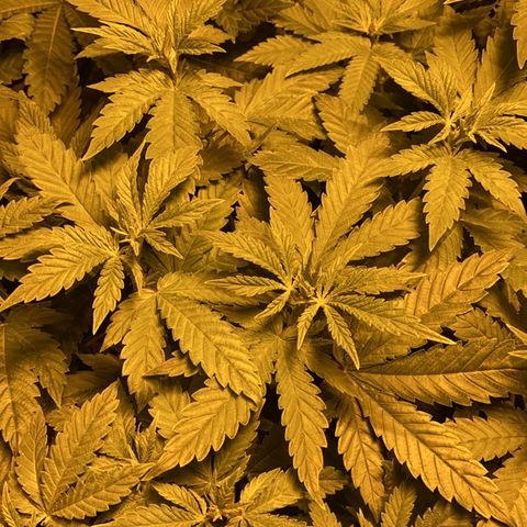 5 divas  growlog timeline photo