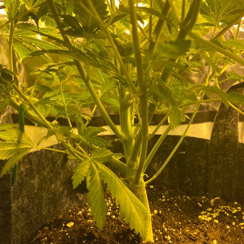 5 divas  growlog timeline photo
