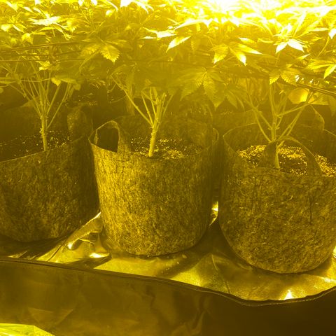 5 divas  growlog timeline photo