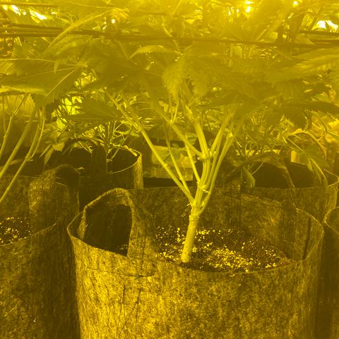5 divas  growlog timeline photo