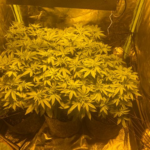 5 divas  growlog timeline photo