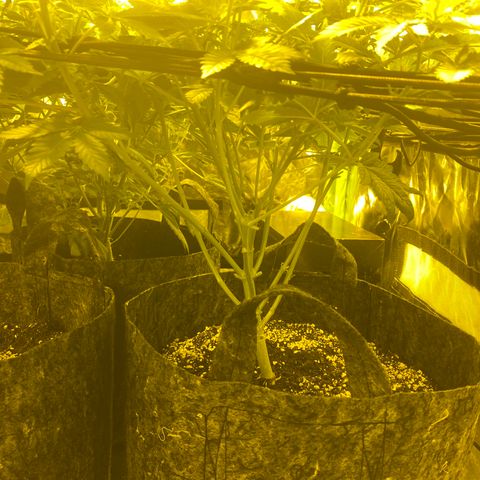5 divas  growlog timeline photo