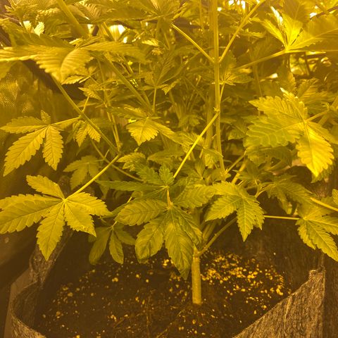 5 divas  growlog timeline photo