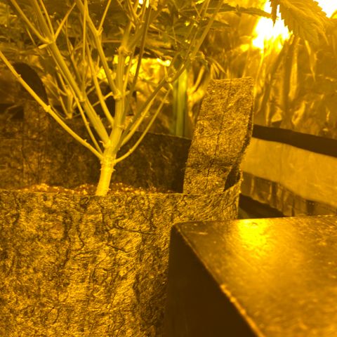 5 divas  growlog timeline photo