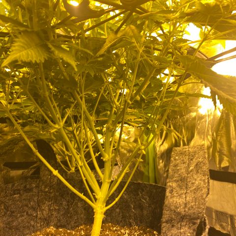 5 divas  growlog timeline photo