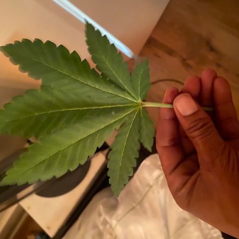 5 divas  growlog timeline photo