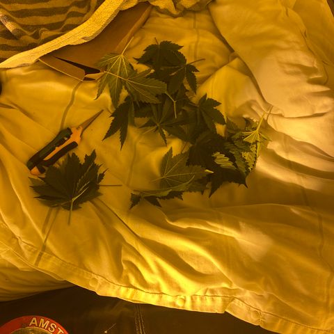 5 divas  growlog timeline photo
