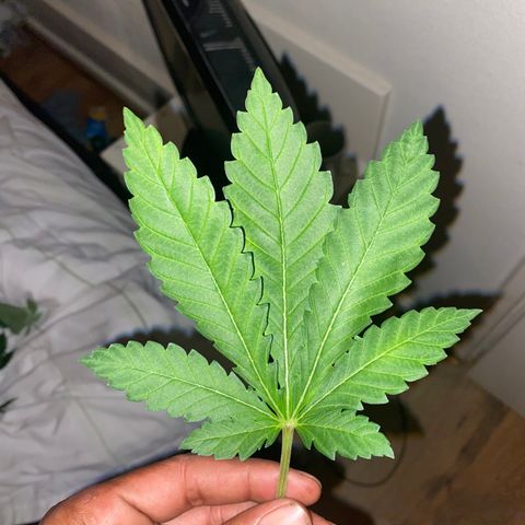 5 divas  growlog timeline photo