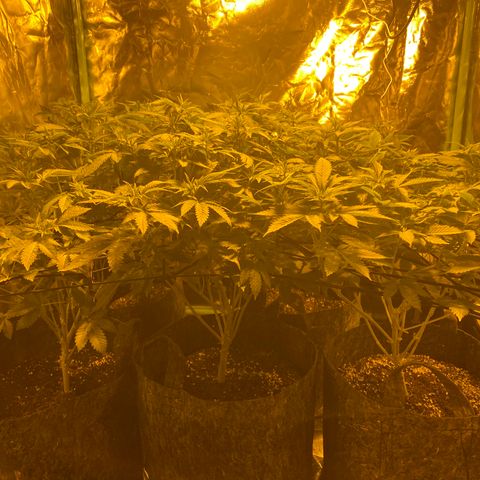 5 divas  growlog timeline photo