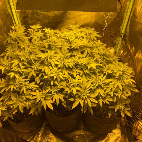 5 divas  growlog timeline photo