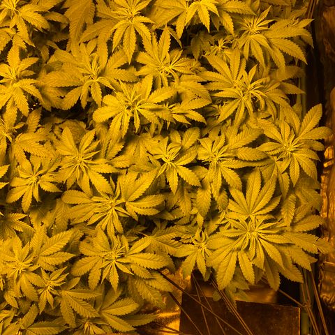 5 divas  growlog timeline photo