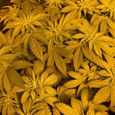 5 divas  growlog timeline photo