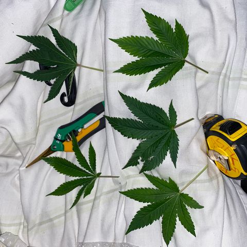 5 divas  growlog timeline photo