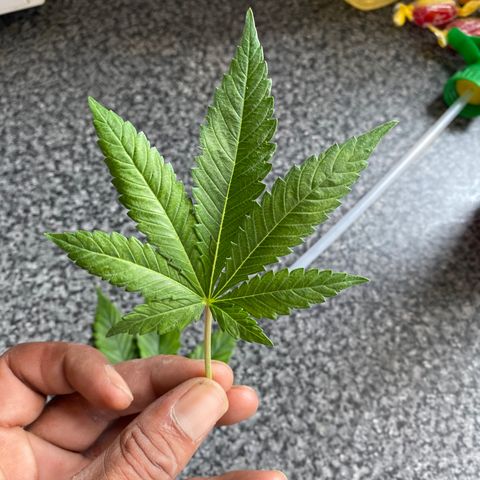 5 divas  growlog timeline photo