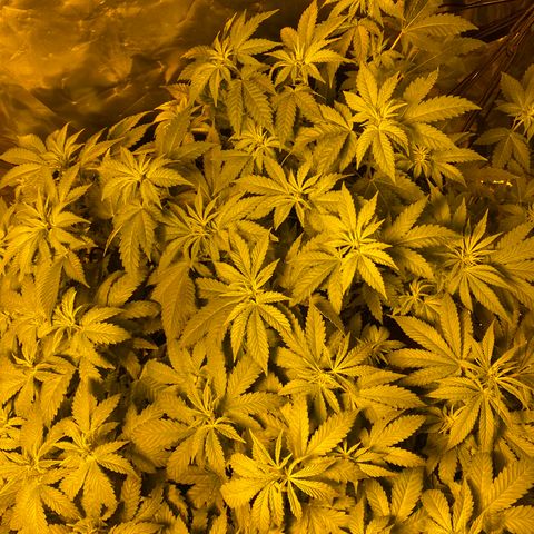5 divas  growlog timeline photo