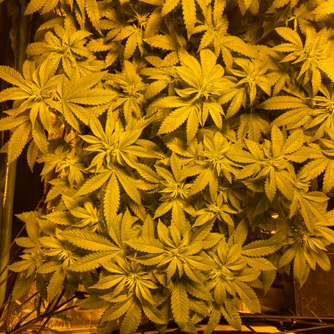 5 divas  growlog timeline photo