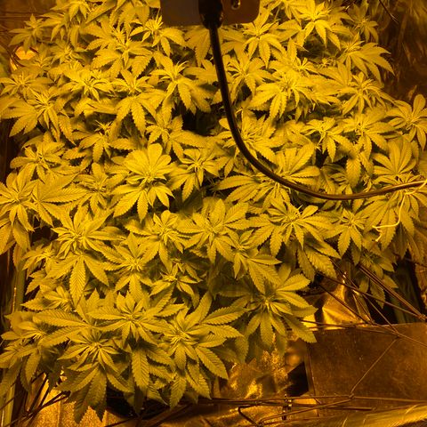 5 divas  growlog timeline photo