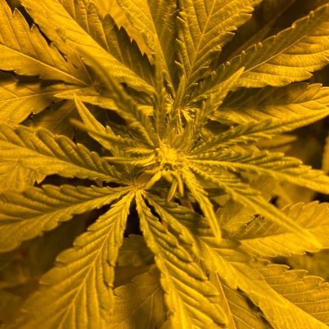 5 divas  growlog timeline photo