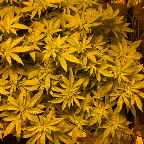 5 divas  growlog timeline photo