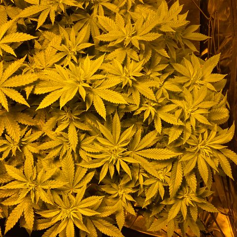 5 divas  growlog timeline photo