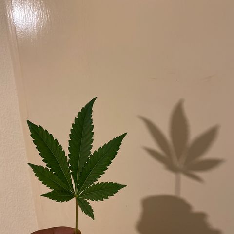 5 divas  growlog timeline photo