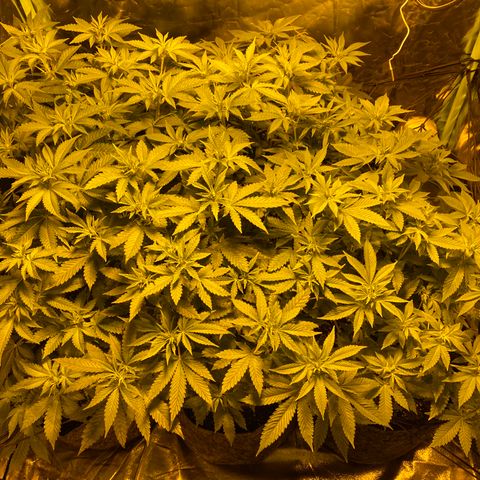 5 divas  growlog timeline photo