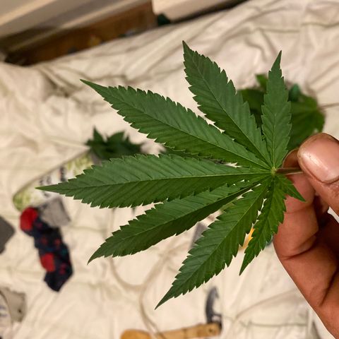 5 divas  growlog timeline photo