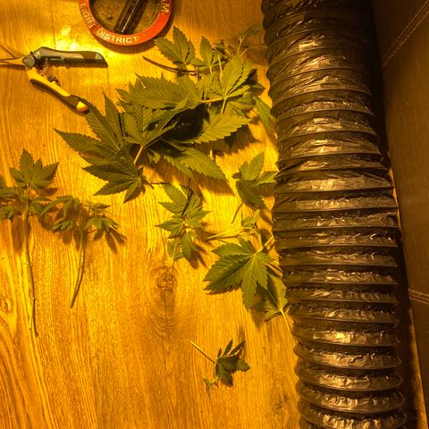 5 divas  growlog timeline photo